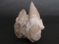 /album/kepgaleria-fenykepgaleria/capafog-fossilia-carcharodon-8x9-5x2-77-jpg/